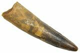 Fossil Spinosaurus Tooth - Real Dinosaur Tooth #363469-1